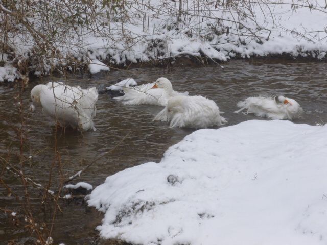 Does anyone here raise geese? - Poultry