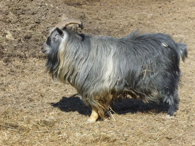 Care to venture a guess? - Goats