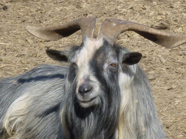 Care to venture a guess? - Goats