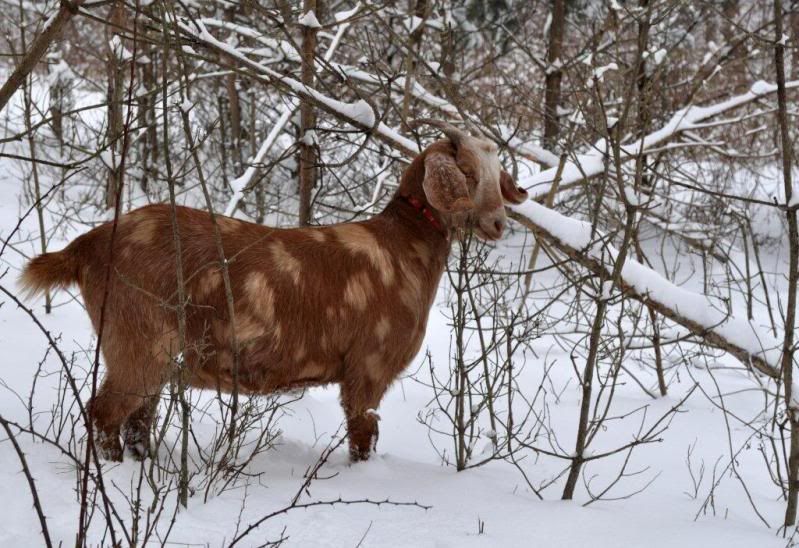 Winter Goat Pics - Goats