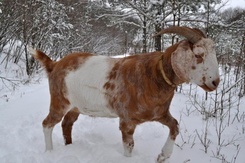 Winter Goat Pics - Goats