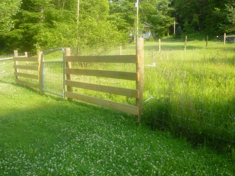Fence For Goats - Goats