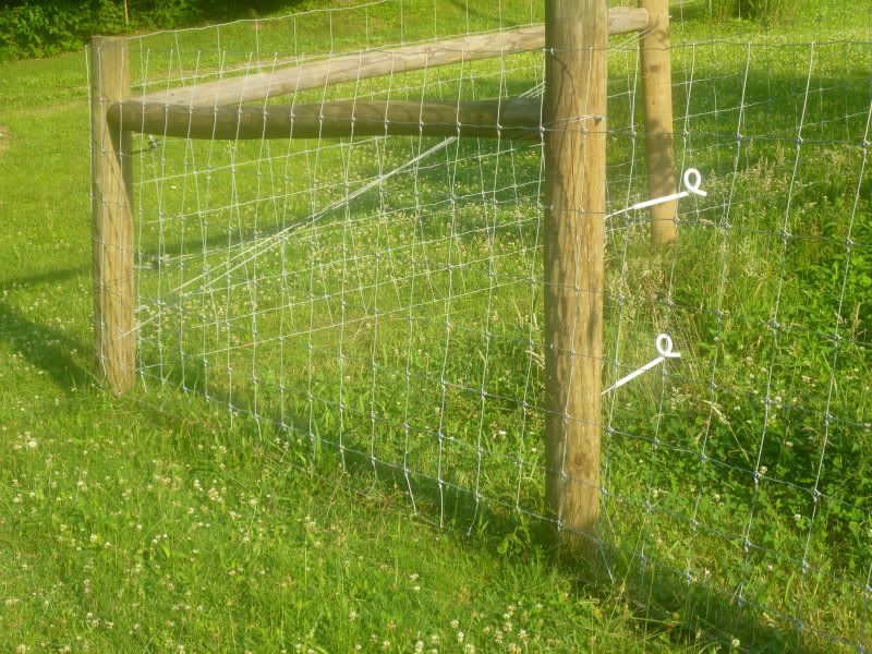 Fence For Goats - Goats