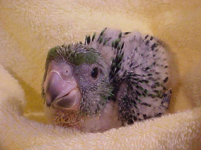 Plea For Pictures - Goats