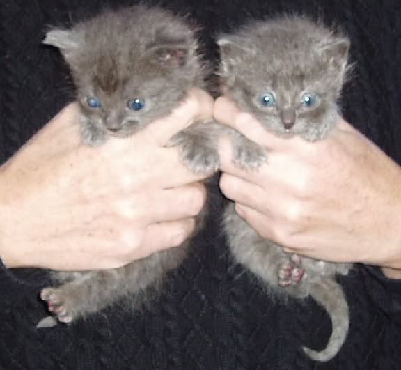 kittens1028a.jpg