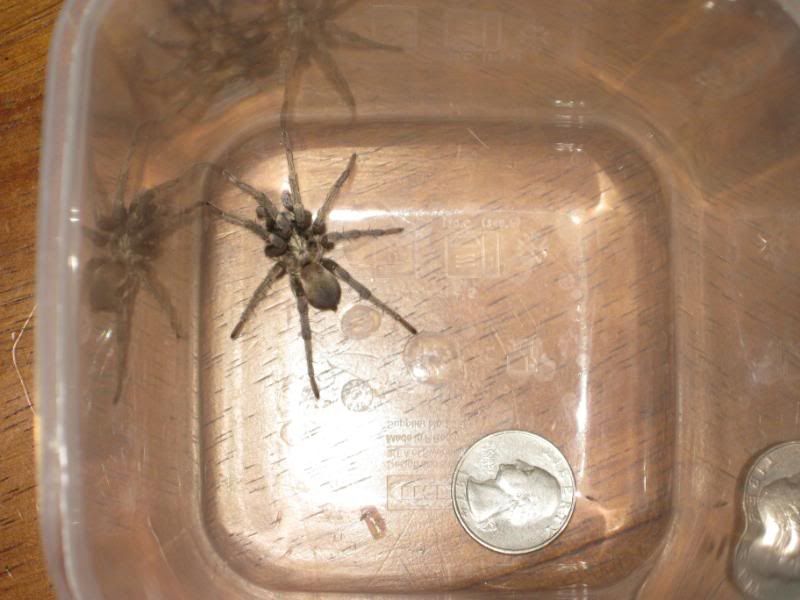 Calisoga longitarsus "False Tarantula" Arachnoboards