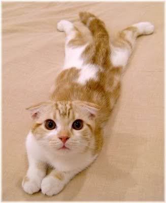 fluffy scottish fold