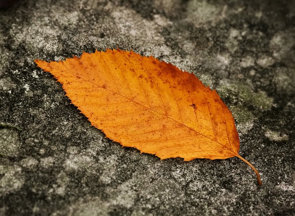 Android Leaf Wallpaper