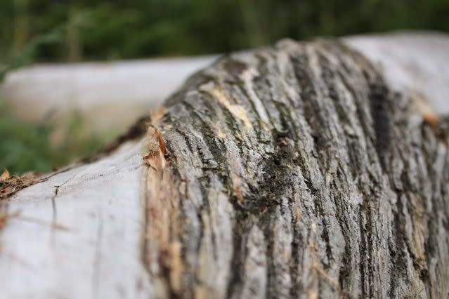 IMAGE: http://i4.photobucket.com/albums/y113/Cosha1984/IMG_1003.jpg