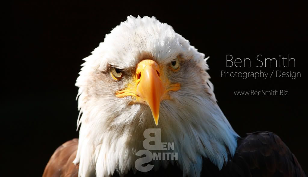 IMAGE: http://i4.photobucket.com/albums/y113/Cosha1984/Month8year09sm.jpg