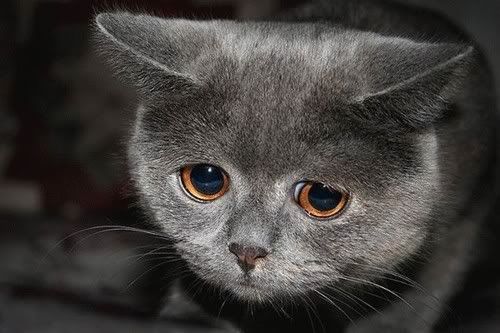 sad-cat.jpg sad cat image by imaginenothing