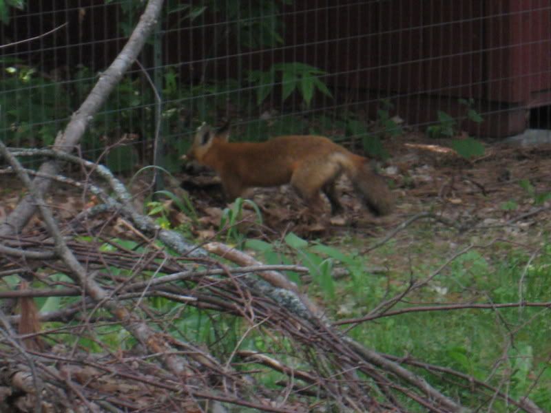 bacyardfox002.jpg
