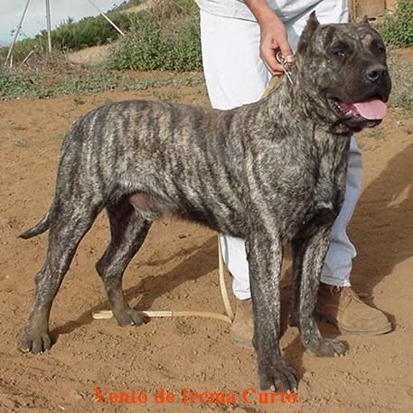 presa canario size