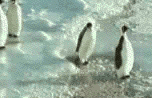 [Image: penguins.gif]
