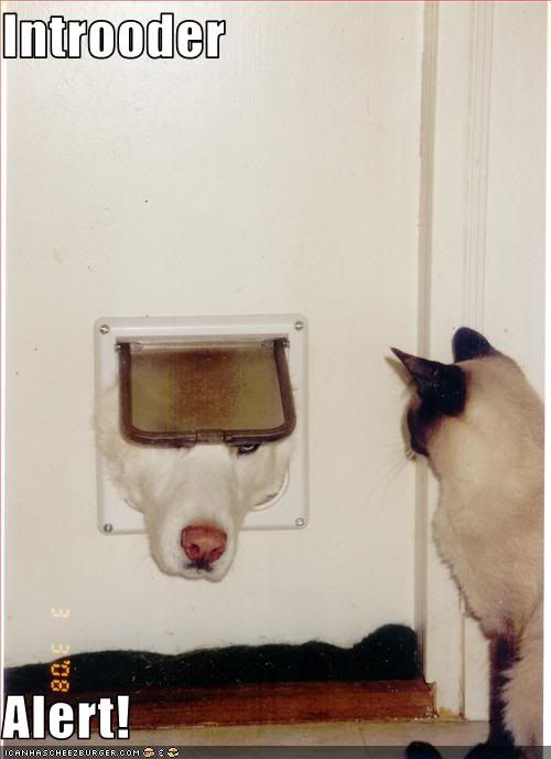 funny-pictures-cat-has-an-intruder.jpg