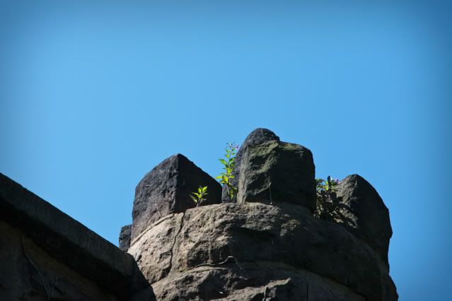 IMAGE: http://i4.photobucket.com/albums/y116/skrim/IMG_0202-2.jpg