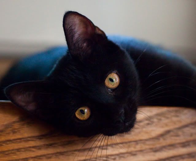 IMAGE: http://i4.photobucket.com/albums/y116/skrim/IMG_0312-2-Edit-2.jpg