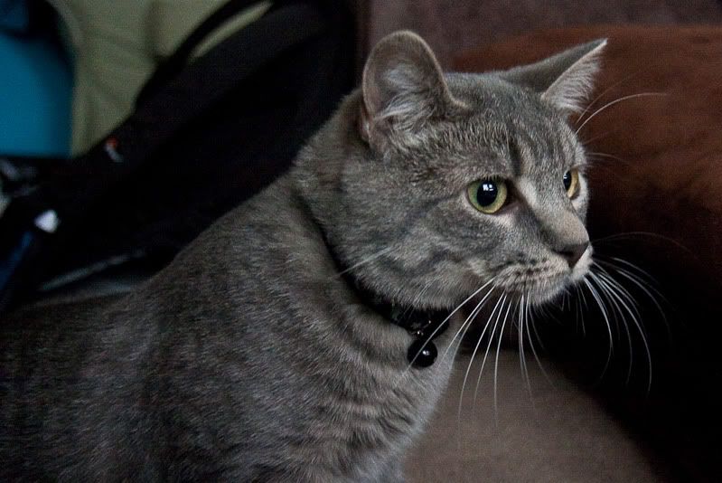 IMAGE: http://i4.photobucket.com/albums/y116/skrim/IMG_0557.jpg