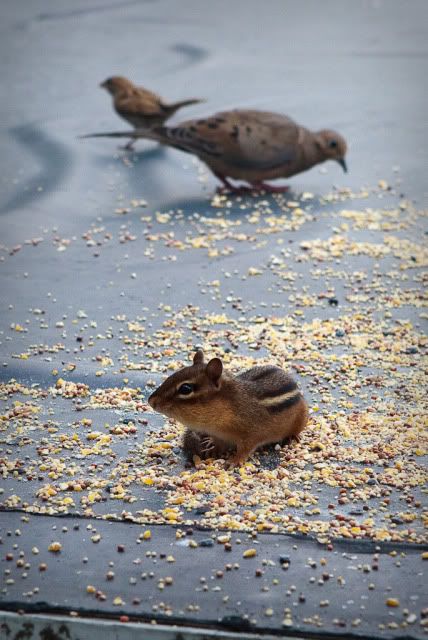 IMAGE: http://i4.photobucket.com/albums/y116/skrim/IMG_0618-2.jpg