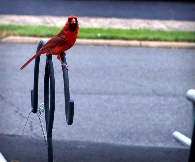 IMAGE: http://i4.photobucket.com/albums/y116/skrim/IMG_0622-2.jpg