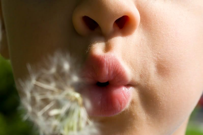IMAGE: http://i4.photobucket.com/albums/y116/skrim/dandelion3.jpg