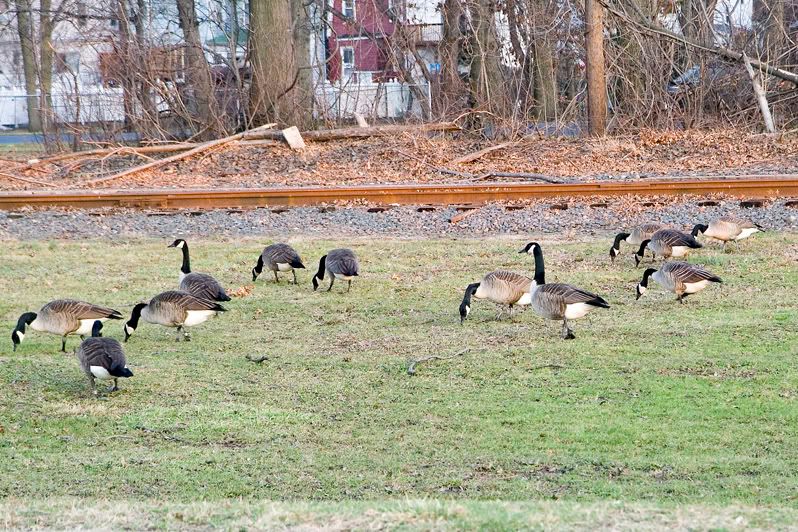 IMAGE: http://i4.photobucket.com/albums/y116/skrim/duckshot.jpg