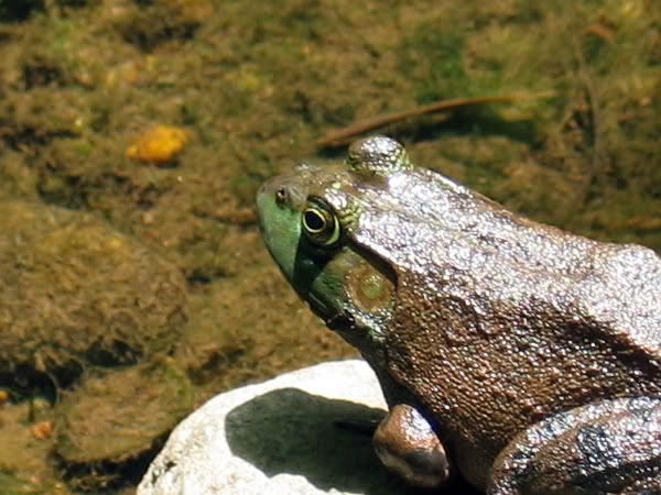 IMAGE: http://i4.photobucket.com/albums/y116/skrim/elifrog.jpg