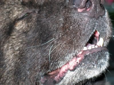 IMAGE: http://i4.photobucket.com/albums/y116/skrim/eshot.jpg