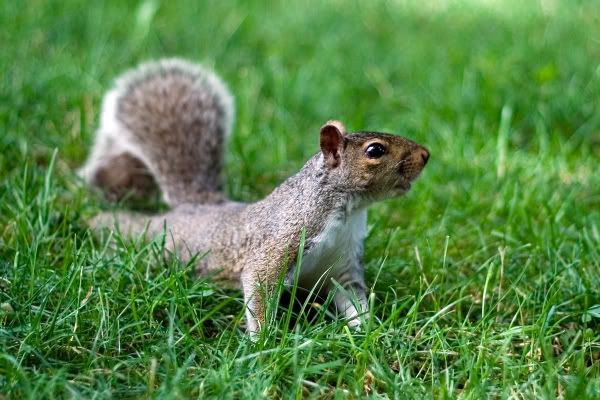 IMAGE: http://i4.photobucket.com/albums/y116/skrim/furryfriend.jpg