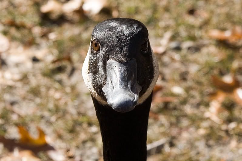 IMAGE: http://i4.photobucket.com/albums/y116/skrim/goosehead.jpg