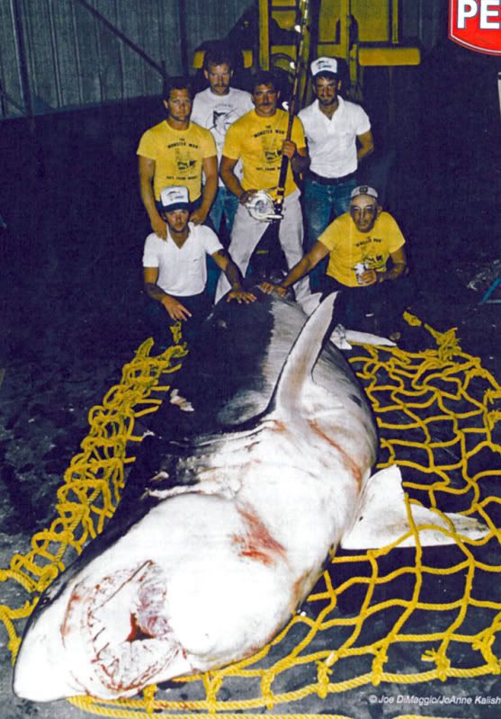 IMAGE: http://i4.photobucket.com/albums/y116/skrim/mikeshark1.jpg