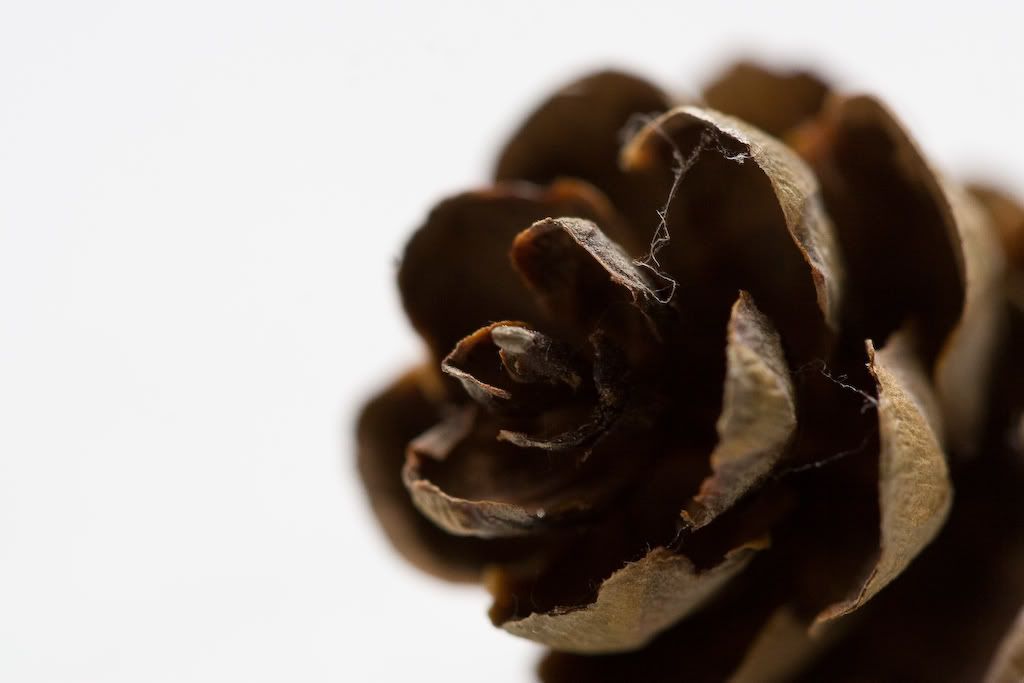 IMAGE: http://i4.photobucket.com/albums/y116/skrim/nextone/IMG_0371.jpg