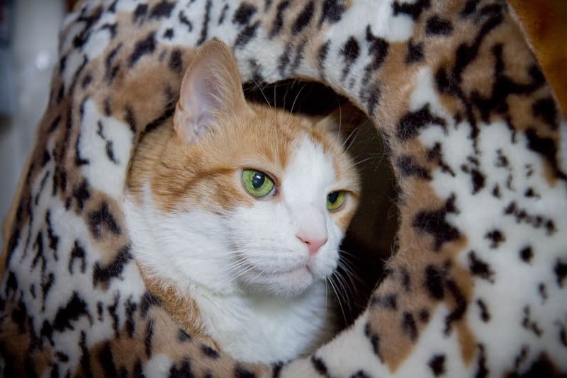 IMAGE: http://i4.photobucket.com/albums/y116/skrim/nextone/IMG_0641.jpg