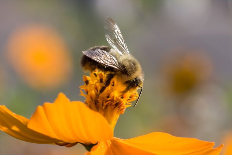 IMAGE: http://i4.photobucket.com/albums/y116/skrim/nextone/IMG_2330-2.jpg