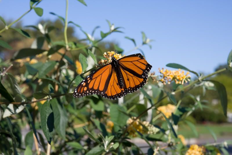 IMAGE: http://i4.photobucket.com/albums/y116/skrim/nextone/IMG_2365-4.jpg