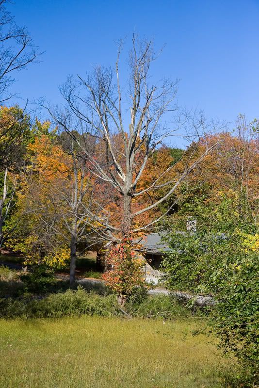 IMAGE: http://i4.photobucket.com/albums/y116/skrim/nextone/IMG_2700-1.jpg