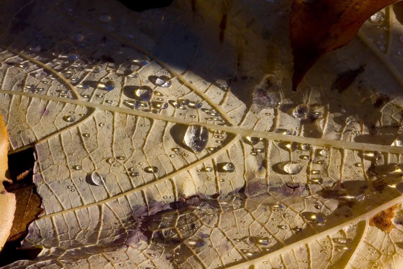 IMAGE: http://i4.photobucket.com/albums/y116/skrim/nextone/IMG_3511.jpg