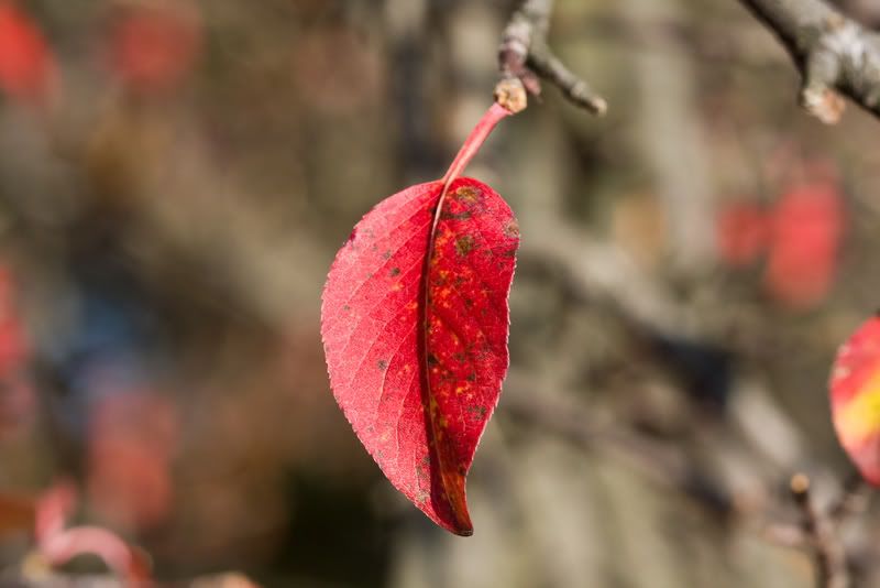 IMAGE: http://i4.photobucket.com/albums/y116/skrim/nextone/IMG_3518.jpg