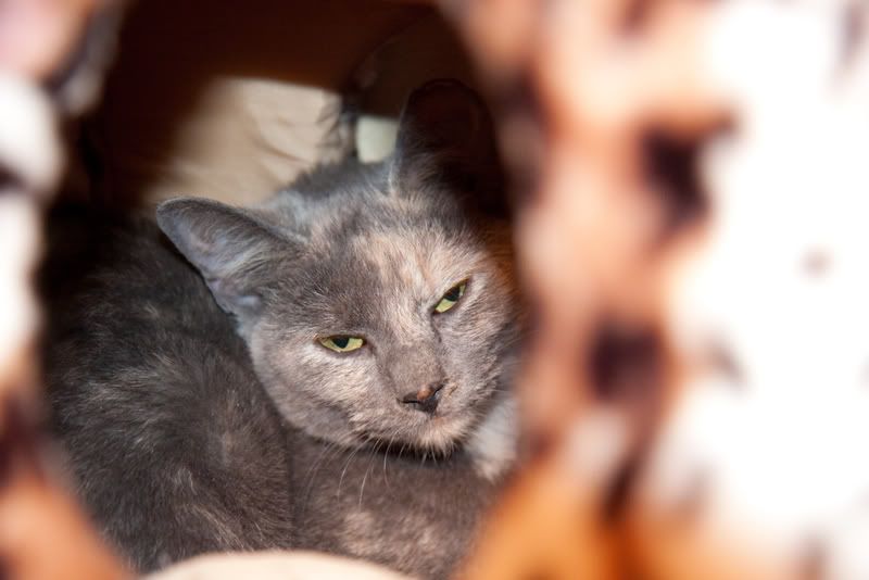 IMAGE: http://i4.photobucket.com/albums/y116/skrim/nextone/IMG_6051.jpg