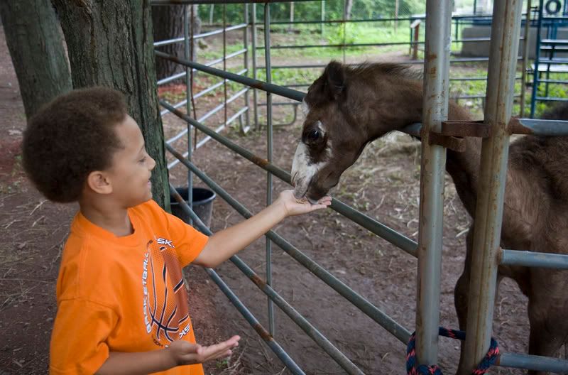 IMAGE: http://i4.photobucket.com/albums/y116/skrim/nextone/camel.jpg