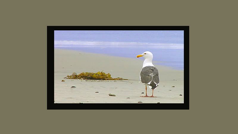 IMAGE: http://i4.photobucket.com/albums/y116/skrim/nextone/compcopy.jpg