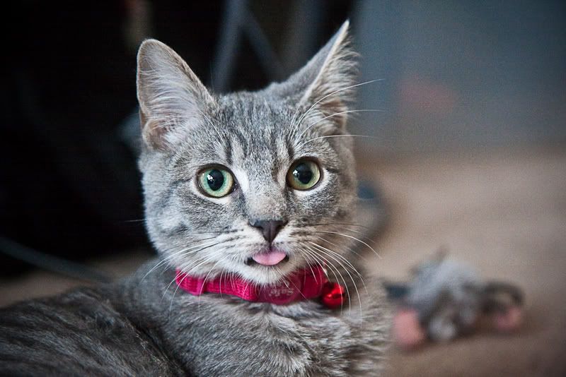 IMAGE: http://i4.photobucket.com/albums/y116/skrim/nextone/kimbw2of3.jpg