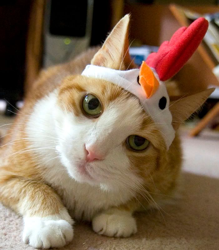 IMAGE: http://i4.photobucket.com/albums/y116/skrim/nextone/psychokitty.jpg