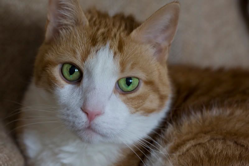 IMAGE: http://i4.photobucket.com/albums/y116/skrim/nextone/pucky.jpg