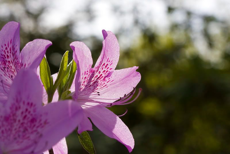 IMAGE: http://i4.photobucket.com/albums/y116/skrim/nextone/purple-4.jpg