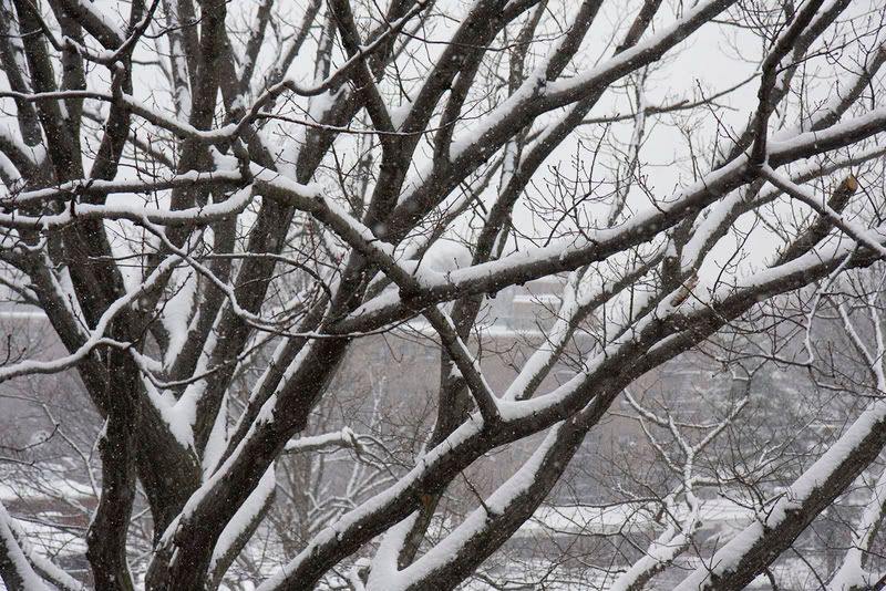 IMAGE: http://i4.photobucket.com/albums/y116/skrim/nextone/snow4.jpg