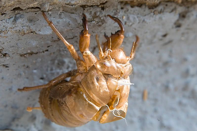 IMAGE: http://i4.photobucket.com/albums/y116/skrim/nextone/steps.jpg