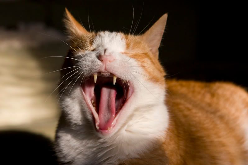 IMAGE: http://i4.photobucket.com/albums/y116/skrim/nextone/waaaa.jpg