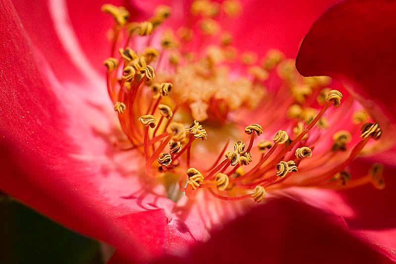 IMAGE: http://i4.photobucket.com/albums/y116/skrim/one-3.jpg