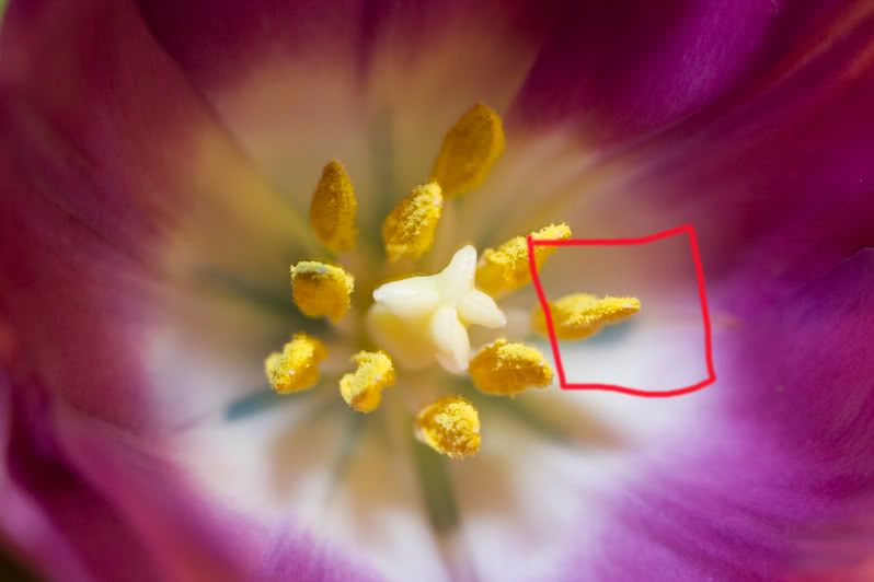 IMAGE: http://i4.photobucket.com/albums/y116/skrim/p1a.jpg